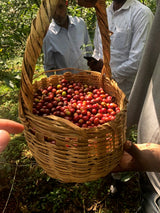 Basket of red coffee cherries held by a person in an orchard with workers in the background.