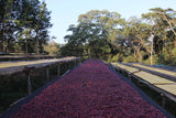 Coffee cherries drying on tables outdoors with trees in the background