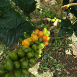 Colombia_Coffee_Cherries