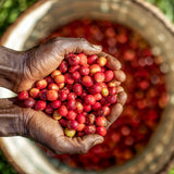 Hand holding a handful of red coffee cherries with a basket full in the background.