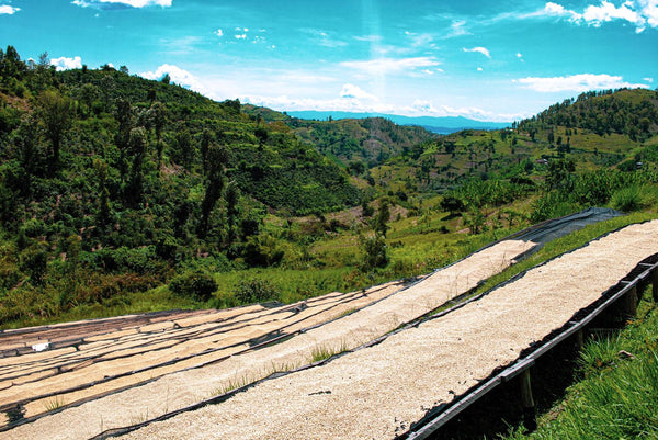 Rwanda coffee drying 