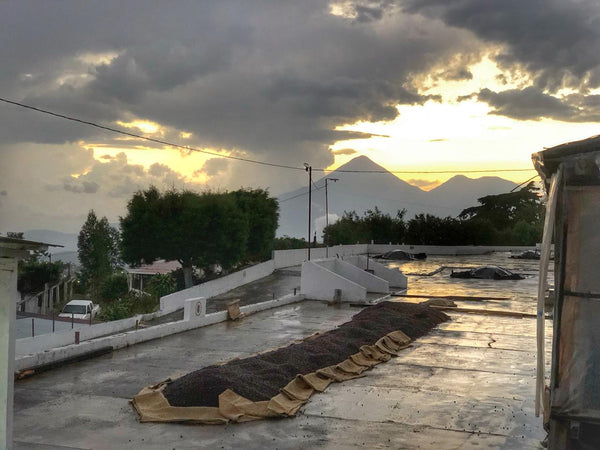 It’s Guatemala Season!