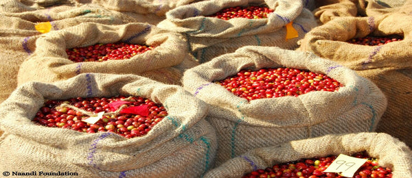 House Blends, Single Origin, Microlot & Peaberry Coffee Explained