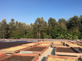 Coffee_Farm_Myanmar