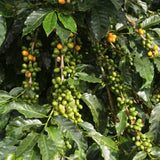 Colombia_Bean_Tree