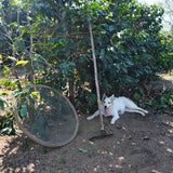 White dog lying on the ground next to a coffee plant in a coffee farm