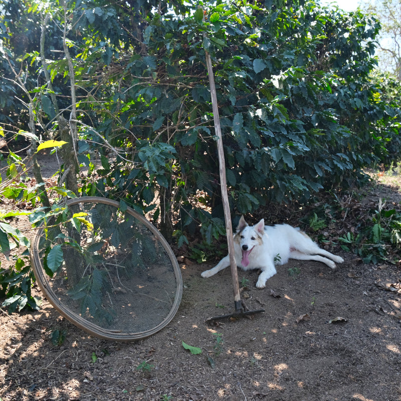 White dog lying on the ground next to a coffee plant in a coffee farm