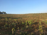 Landscape_Myanmar_Green_Land