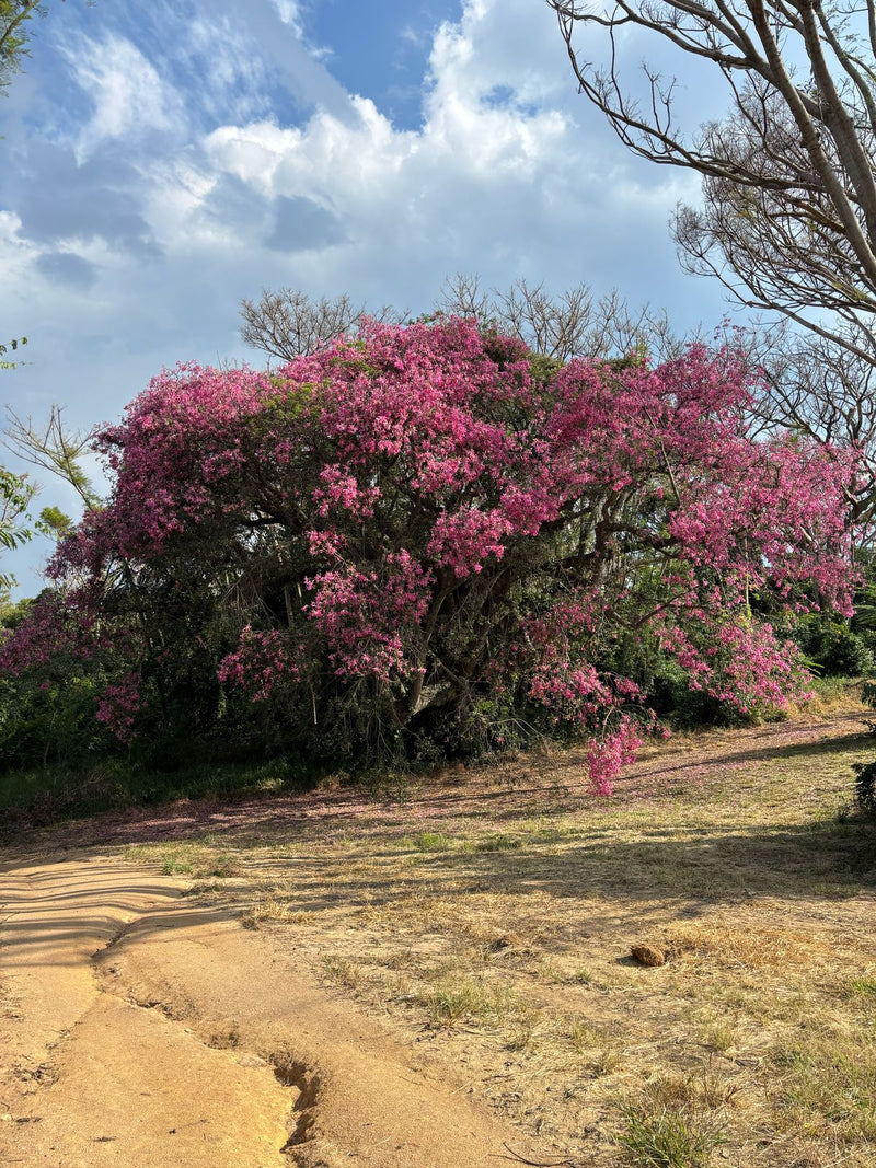 Tree with pink flowers in a natural setting with a clear sky.
